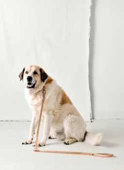 Women Imogene + Willie Accessories|Accessories*emil erwin x i+w dog leash
